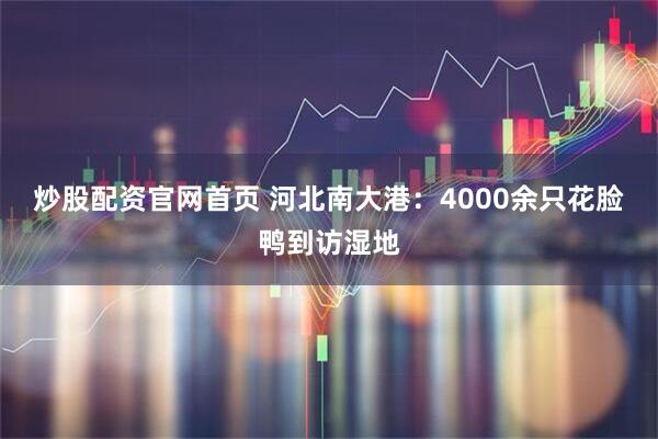炒股配资官网首页 河北南大港：4000余只花脸鸭到访湿地